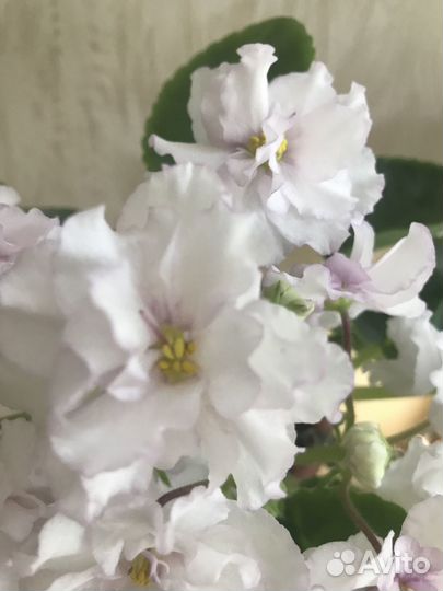 Продам цветы комнатные