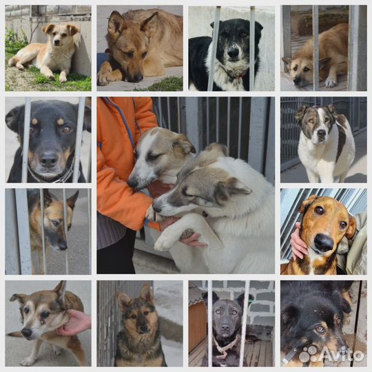 Собака в добрые руки