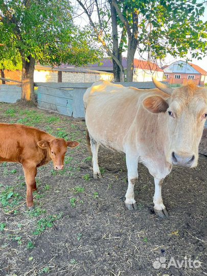 Коровы телята