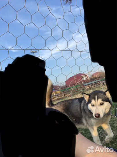 Отдам в добрые руки хаски