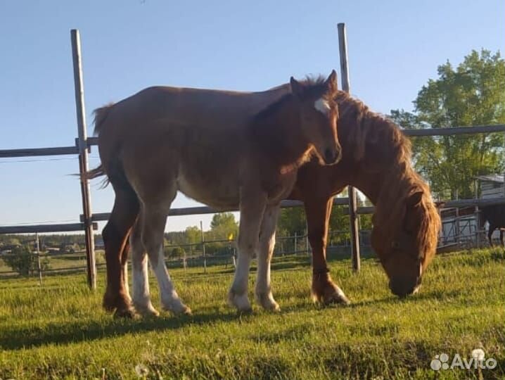 Продам кобылку