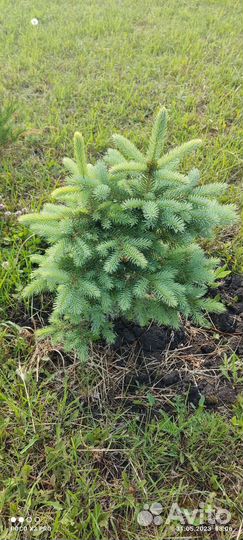 Ель голубая