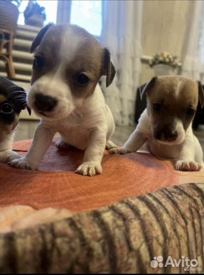 Щенки джек рассел терьер