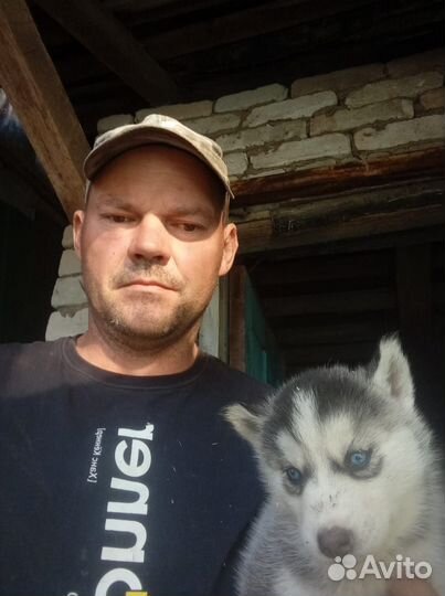 Щенки сибирской хаски