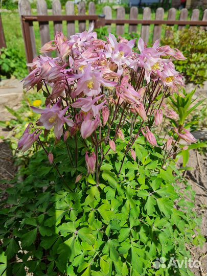 Ирисы для брони и другие многолетники