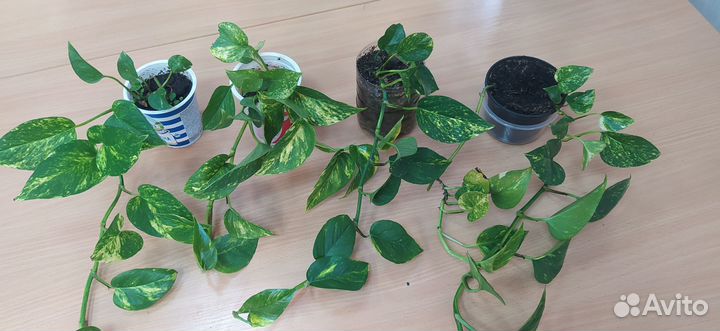 Лиана (сциндапсус)