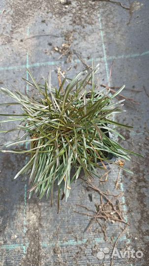 Армерия Рубрифолия