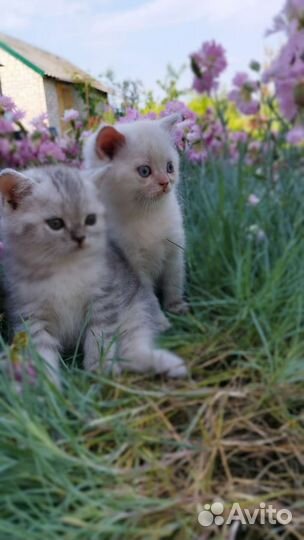Британская кошка и кот