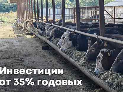 Инвестиции в фермерское хозяйство на юге России
