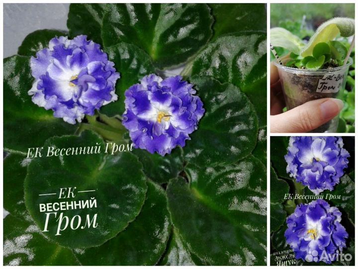Укорененные листики сортовых фиалок