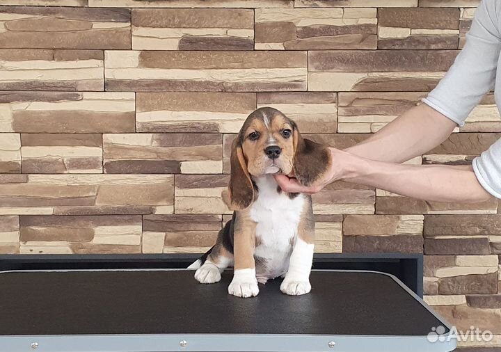 Щенок бигля мальчик