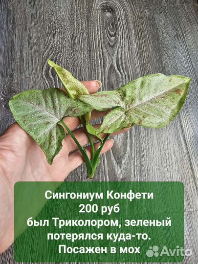 Комнатные растения, сциндапсусы, сингониумы