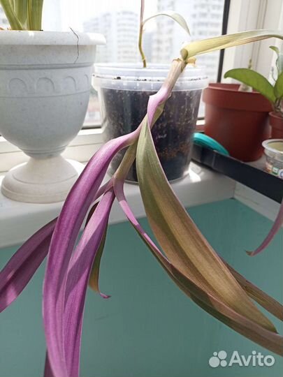 Сансевиерия алоэ вера каланхоэ бегония и др