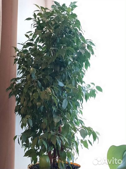 Фикус бенджамина