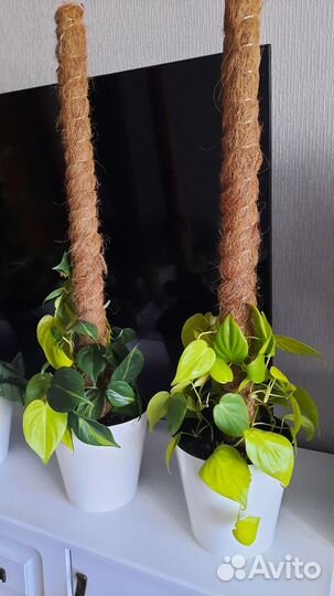 Эпипремиум