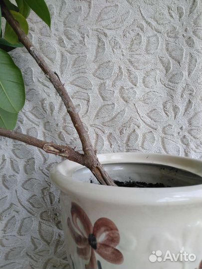 Фикус эластика большой в керамическом горшке