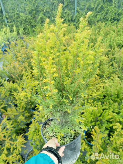 Тис ягодный