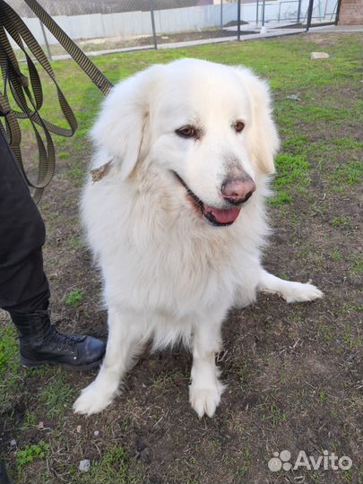 Передержка собак,кошек. Зоогостиница