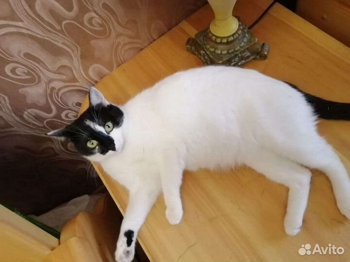 Кошка Юки в дар. Доставка