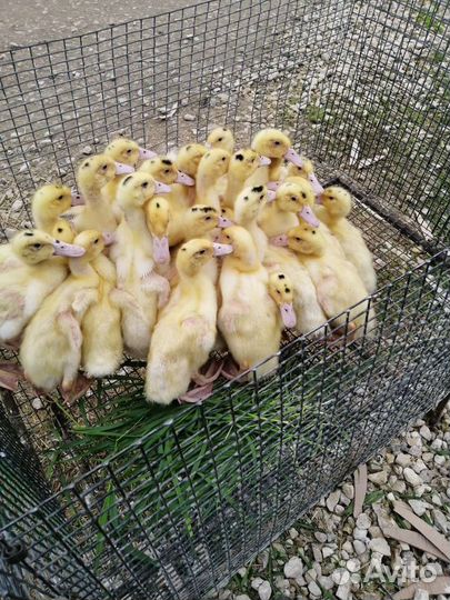 Утки муларды