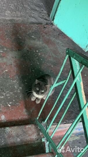 Котейки в коридорах