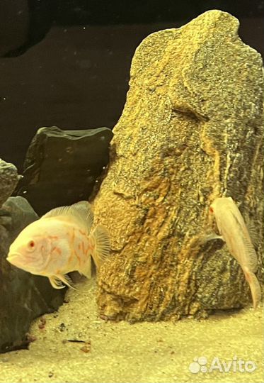 Астронотусы альбиносы