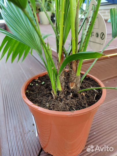 Пальма ливистона