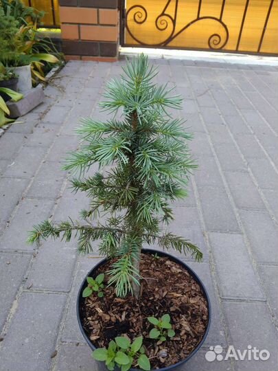 Ель кейбаб голубая