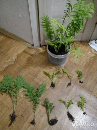 Папоротник.Ирисы.Фиалка садовая.Вербена.Флоксы