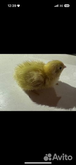 Техасский перепел