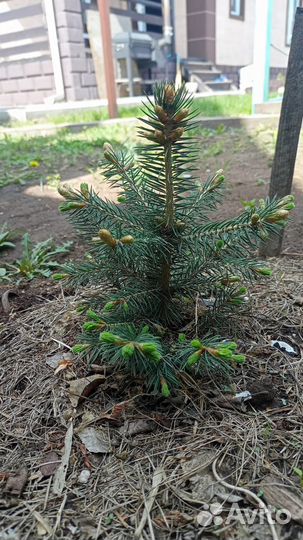 Саженцы ель голубая