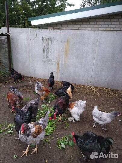Домашние петухи