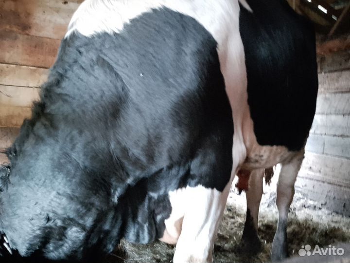 Быки на мясо 1,6г