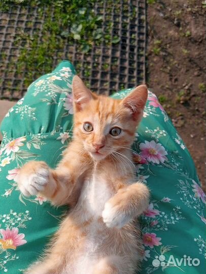 Котенок