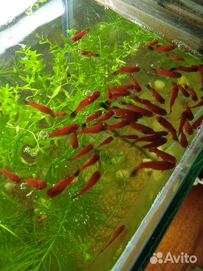 Пецилия, гуппи