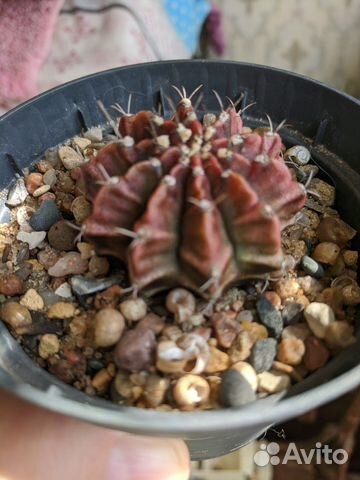 Сансевьерия цилиндрика Бонсель и Кактус Гимн