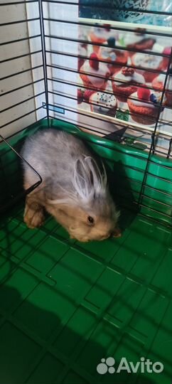 Декоративные кролики