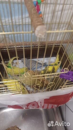 Волнистые попугайчики