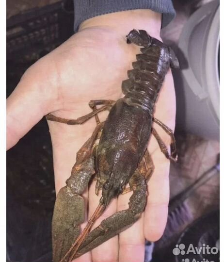 Живые раки Жуковский