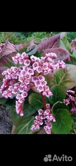 Гортензия метельчатая розовая, саженцы