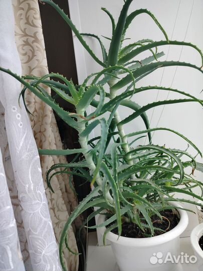 Цветок алоэ лечебный с горшком