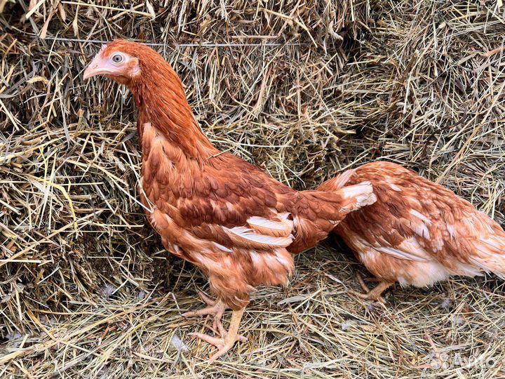 Kуpы нeсушки молодки