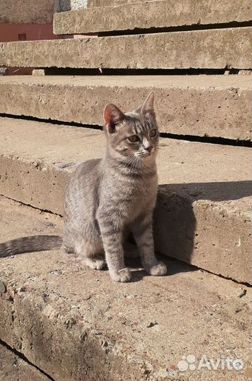 Котёнок девочка