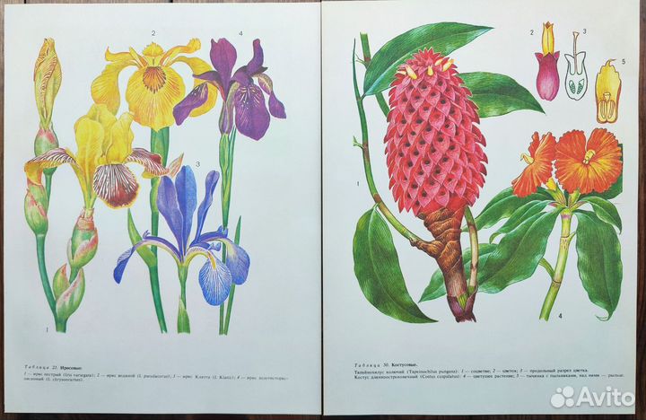Винтажные ботанические иллюстрации цветы редкие