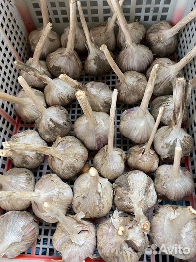 Озимый чеснок на посадку