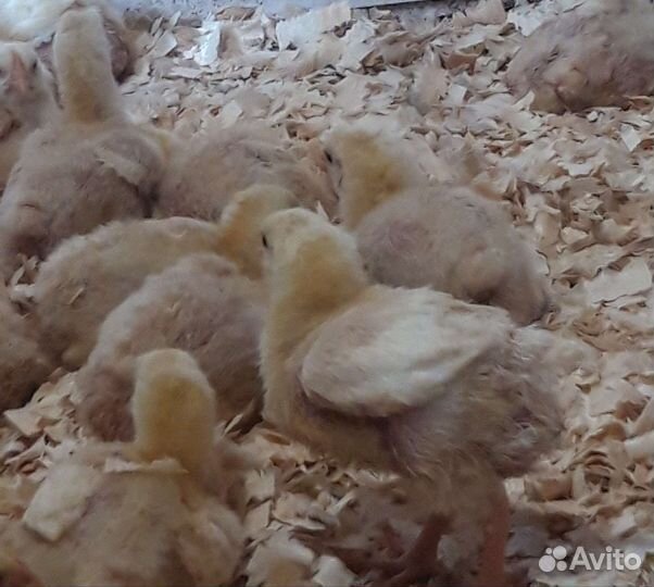 Цыплята бройлеры кобб 500 подрощенные