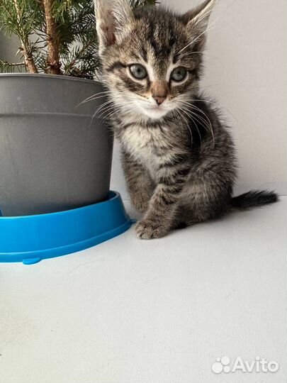 Котенок мальчик 1,5 месяца