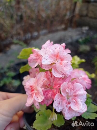 Сортовые пеларгонии (герани)