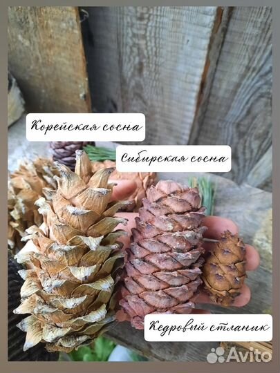 Шишки 3 видов кедровых сосен (кедра)