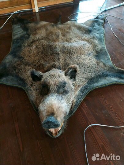 Ковер из чучела кабана, с головой, копытами